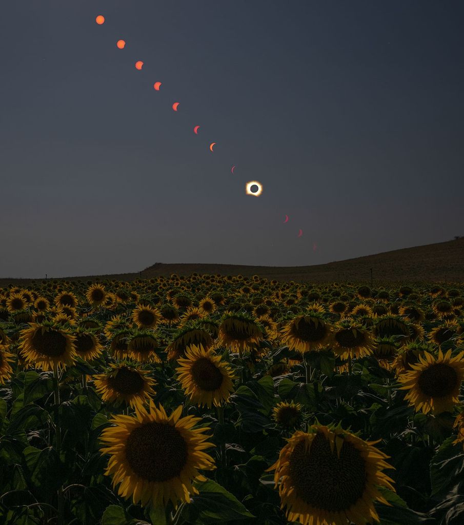 Progression de l’éclipse au-dessus d’un champ de tournesols